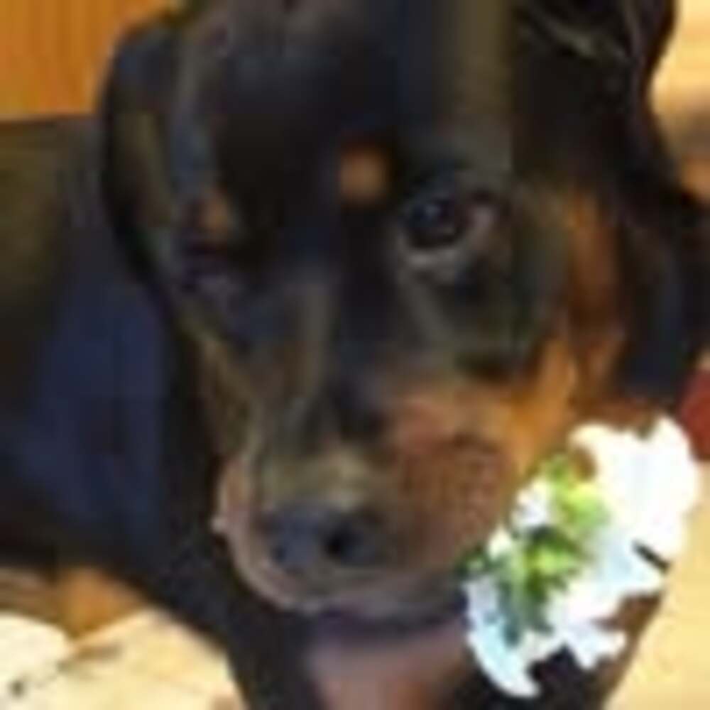 Meet your Posher, Cyndy